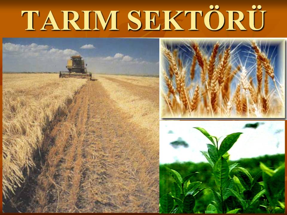 TR-AB Gümrük Birliğinin Güncellenmesi Tarım Sektörü Hakkında