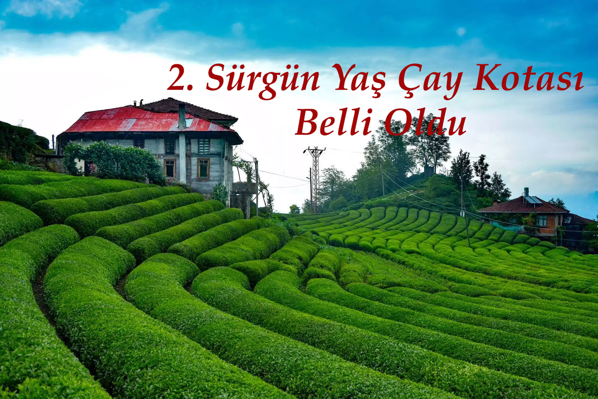 2 Sürgün Yaş Çay Kotası Açıklandı