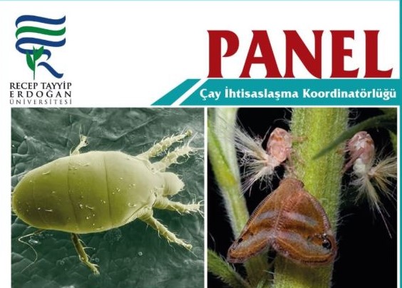 Çay Yetiştiriciliğinde Yalancı Kelebek ve Sarı Çay Akarı İle İlgili Gerçekler ve Mücadele Yöntemleri