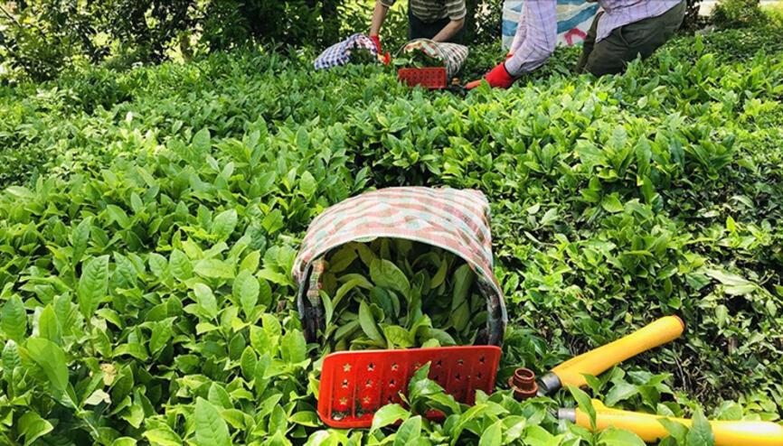 2021 Yılı Yaş Çay Fark Ödemesi Desteği Tebliği