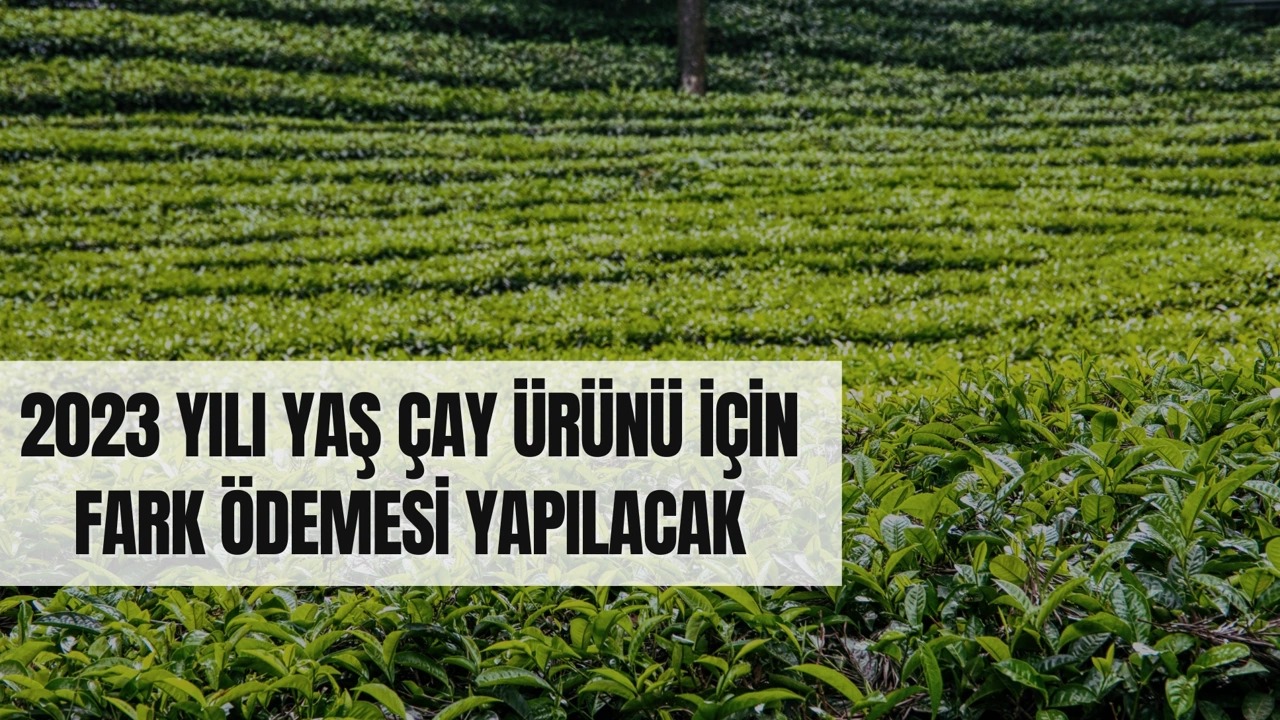 2023 Yılı Yaş Çay İçin Fark Ödemesi Yapılacak