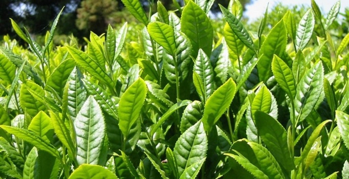 2013 - 2017 YILLARI 1. SÜRGÜN YAŞ ÇAY ALIMLARI 