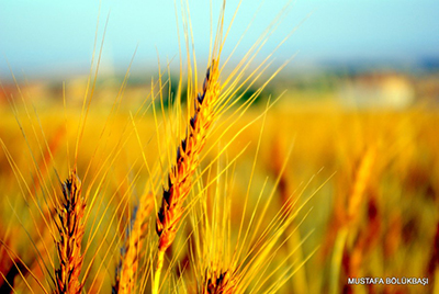 Türkiye-Rusya Tarım İş Forumu