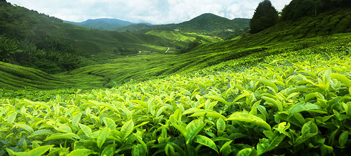 Çay Tarlalarına Ruhsatname Verilmesi