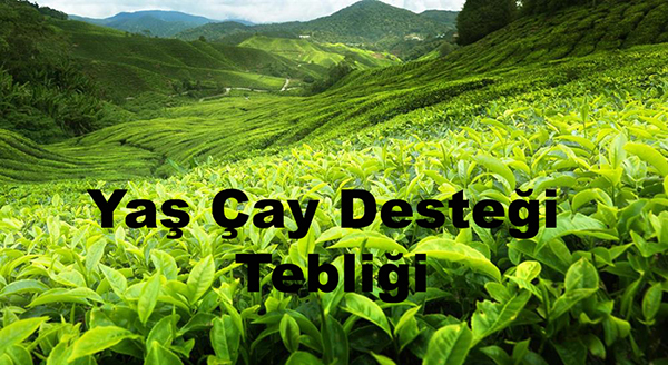 Yaş Çay Desteği  Tebliği