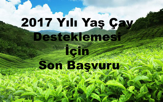 2017 Yılı Yaş Çay Desteklemesi İçin Son Başvuru
