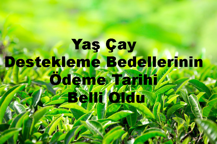 Yaş Çay Destekleme Bedellerinin Ödeme Tarihi Belli Oldu 